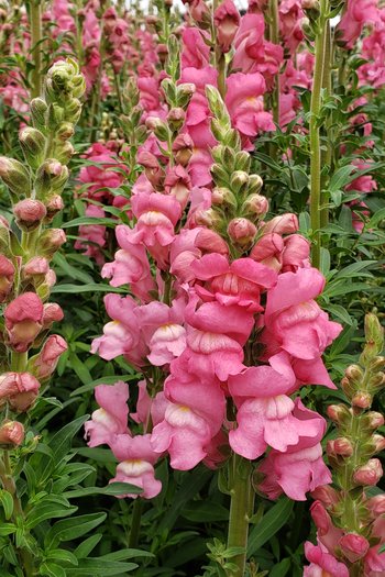 Snapdragon Hot Pink 